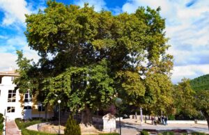 Arbre Plàtan al Passeig del Platan de la localitat de Biar.